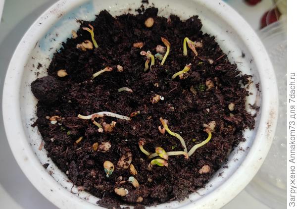 Дохнущий Палермо