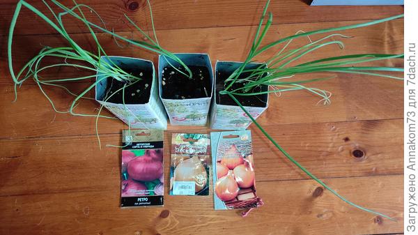 Лук рассада