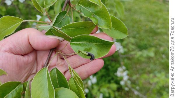 Почернение листев