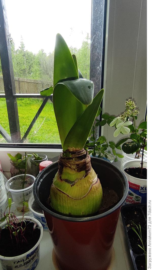 Форма луковицы и листья.