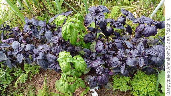 А базилику хорошо в парнике с томатами и тепло и сухо.