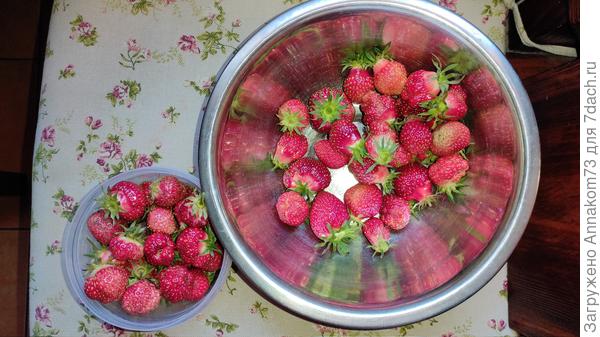Клубника в этом году наконец-то пошла. Но холодно и дожди, много гниет