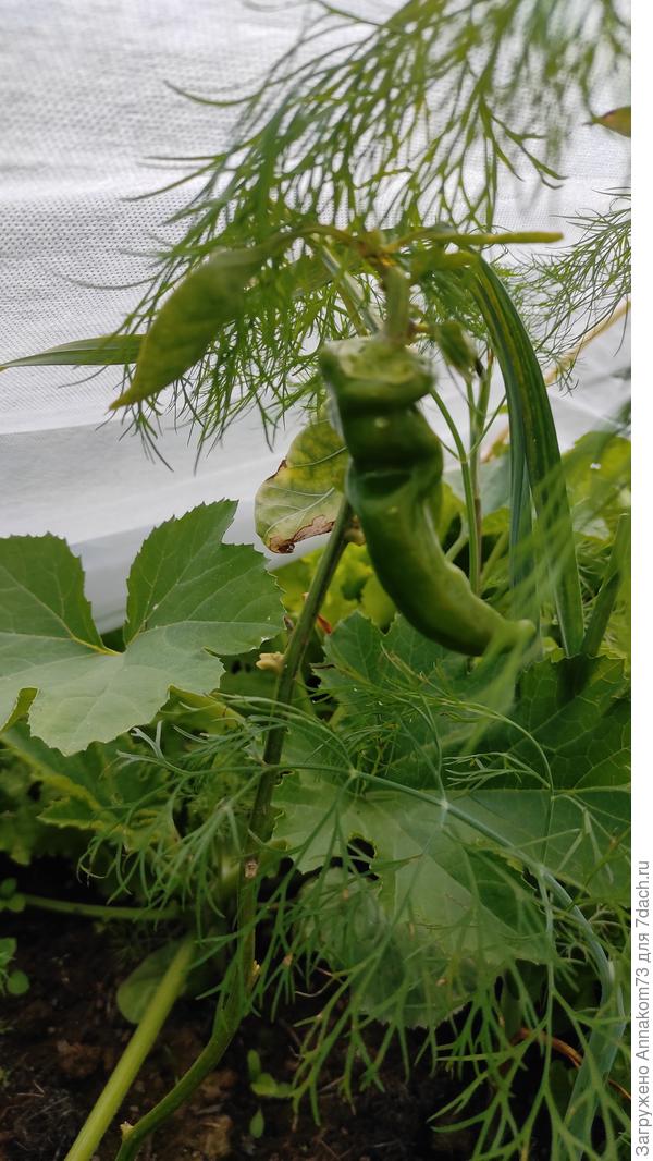 Перчик с рассады прошлого года