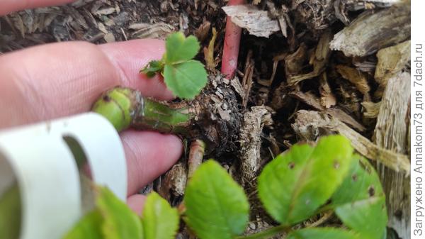 Крупный план точки привоя