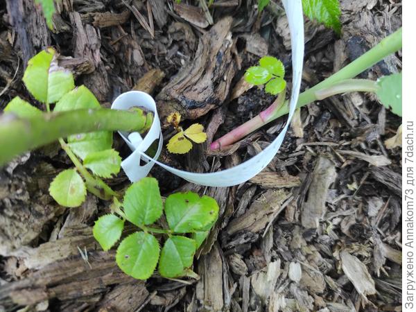 Справа стволик красный