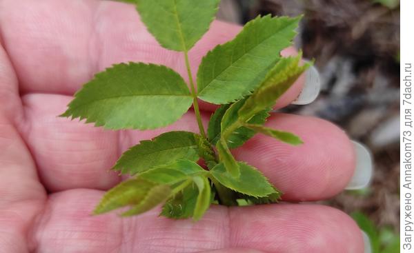 Молодые листья окрашены слегка красноватым