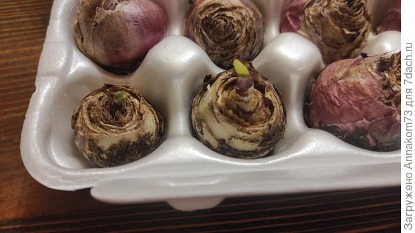 Гиацинты проснулись