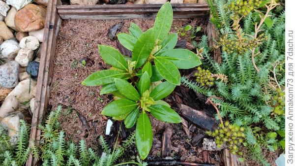 Рододендрон сегодня