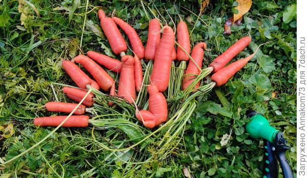 Остатки урожая