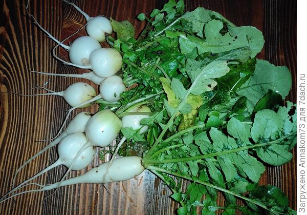 Очередная порция дайкона для салата