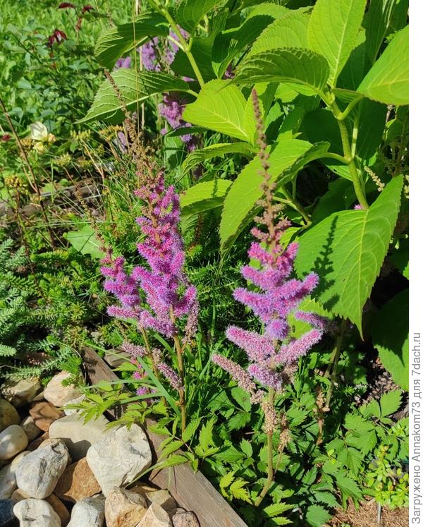 Астильба рядом с гортами