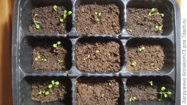 А это рассаженные, так как свои семена посеялись букетным способом