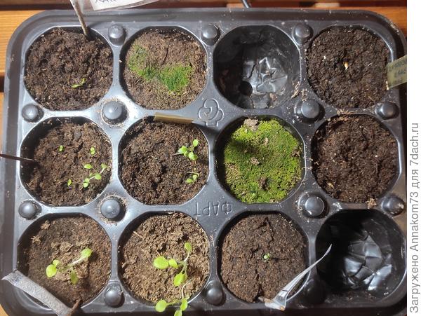 Это те, кто ещё сидит в таблетках посадки