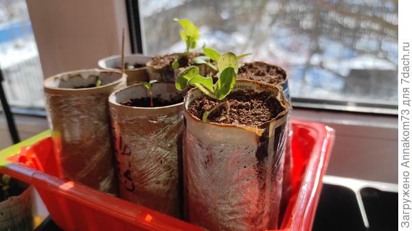 Петуньки и всходы бархатцев