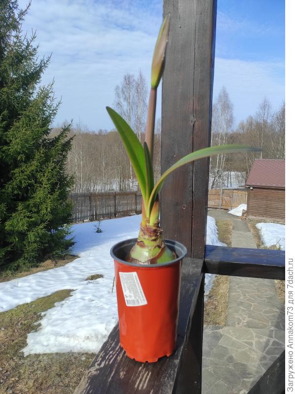 Это чудо собралось цвести двумя стрелками