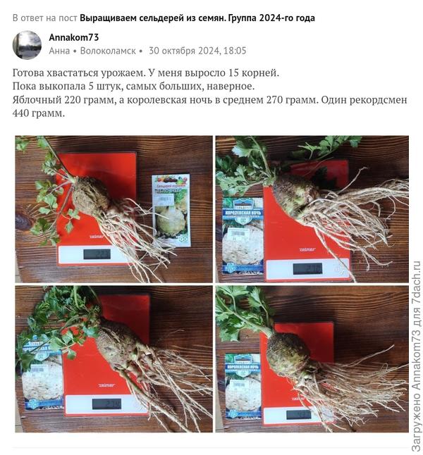 Вот мои сельдерюшки в 24 году