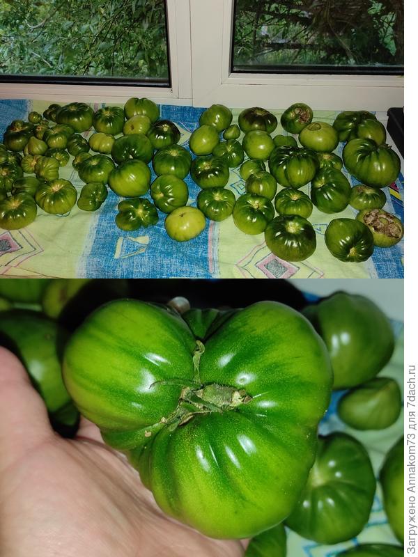Зелёные томаты гномы.