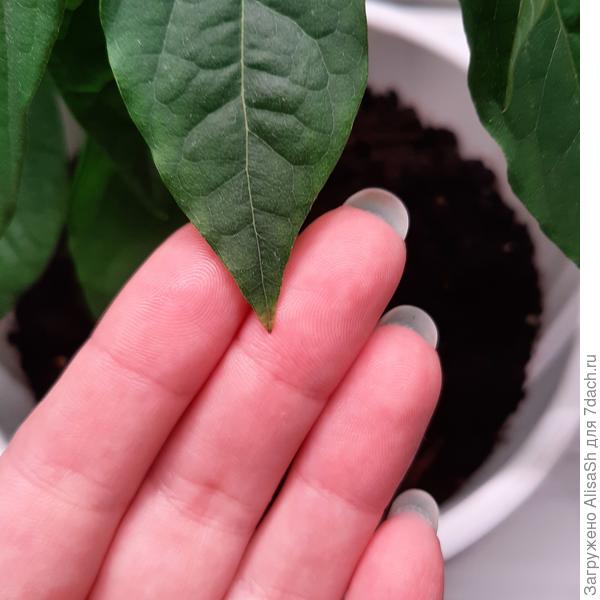 второй листик