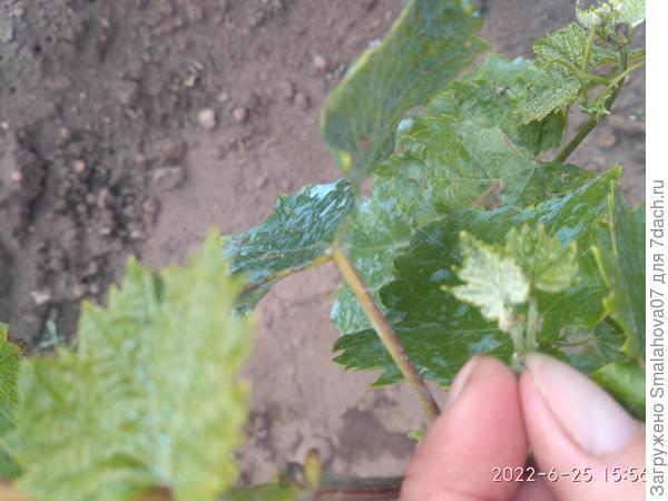 Виноград Бруно