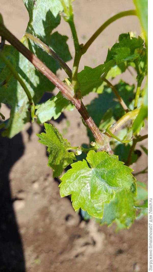 При увилечении фото хорошо видна паутинка на больших листочках.