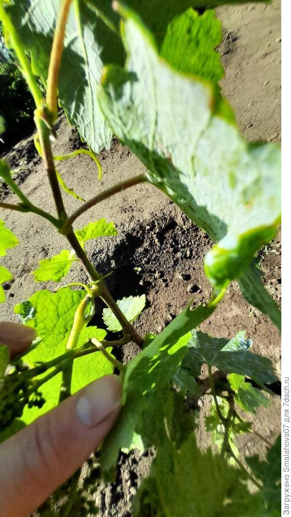 Усики закручиваются в спираль.