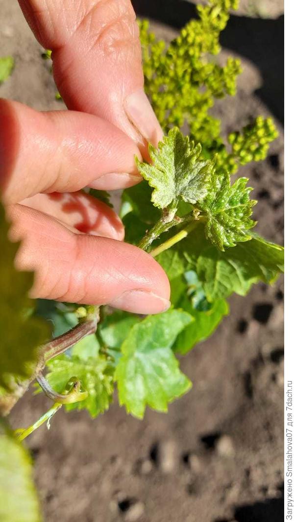 Плотное опушение.