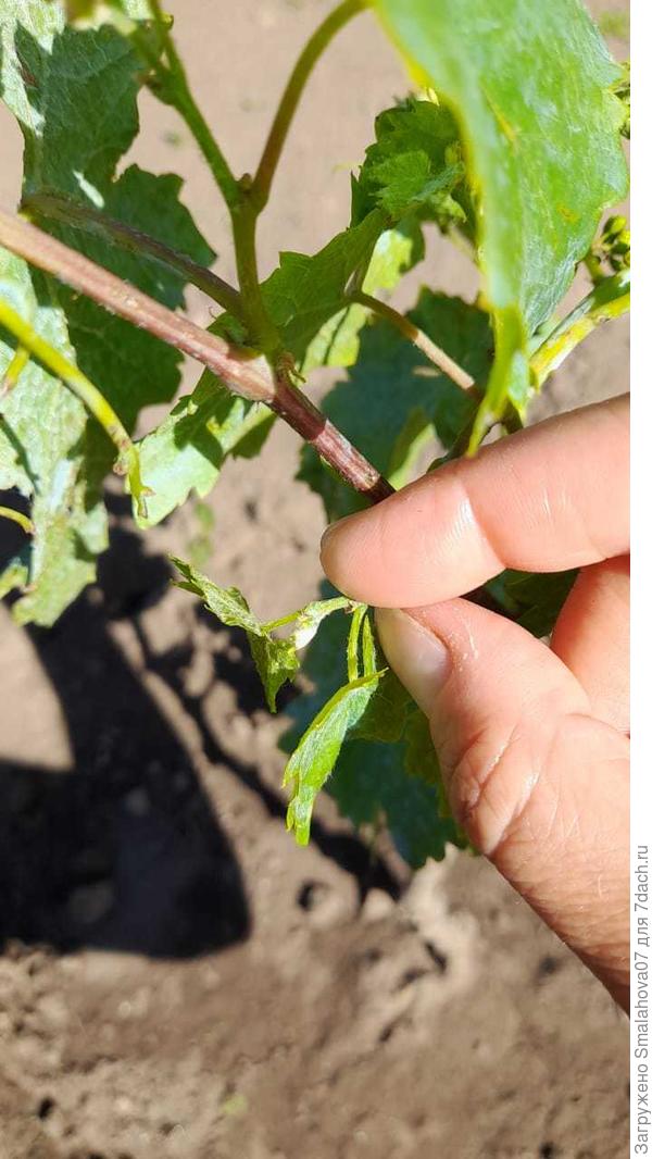 Молодой побег не раскрывается.