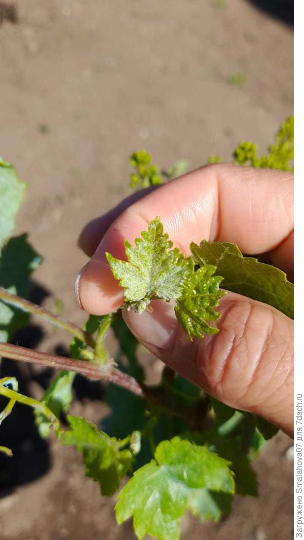 Белое плотное опушение.