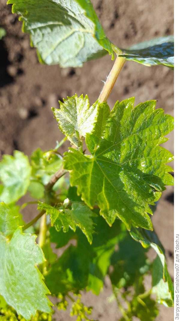 На листочке плотное белое опушение