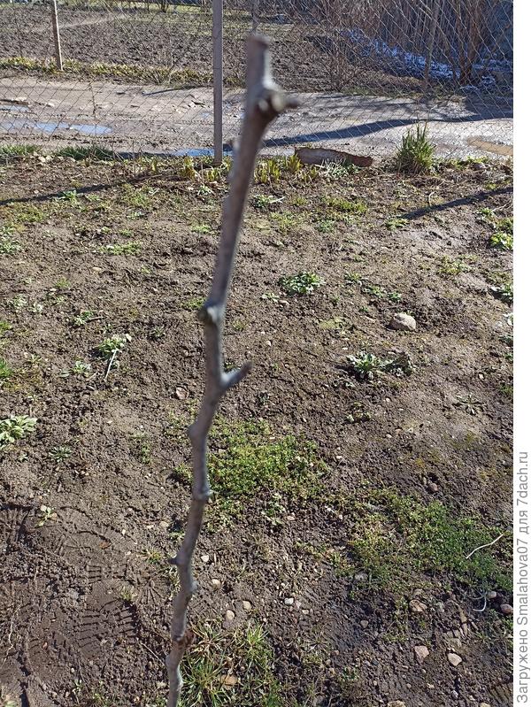 Есть ли почки?