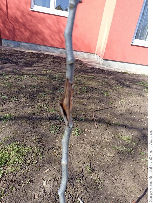 Повреждения коры