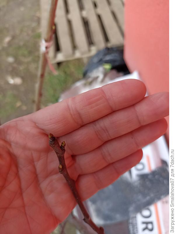 Почки на груше