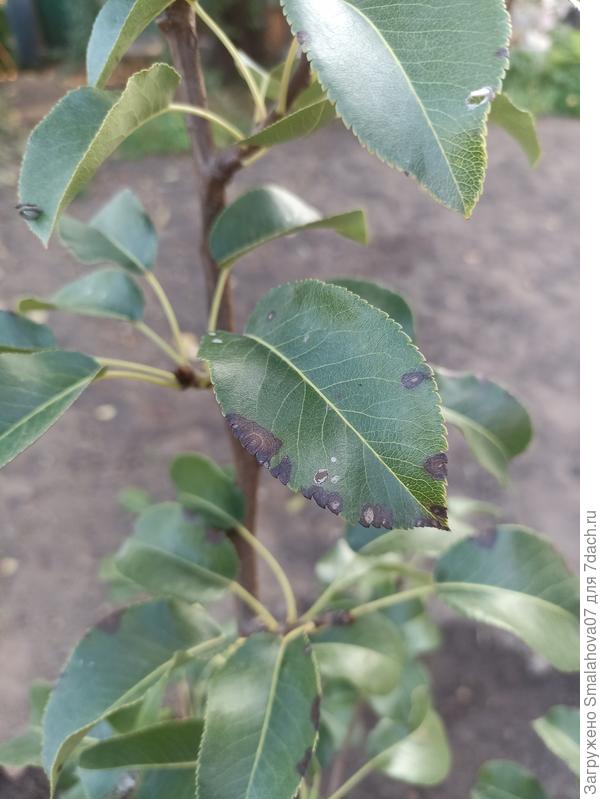 Пораженные листья