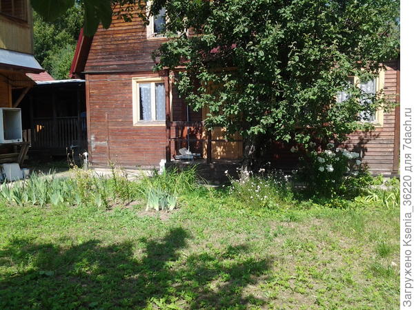 это 2й дом рядом с мастерской. яблоня мешает, так как яблоки все падают в цветы, но дает тень от солнца.