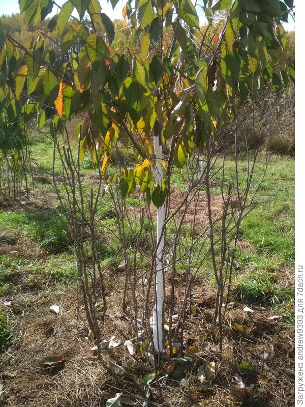 Защита от зайцев из поросли сливы