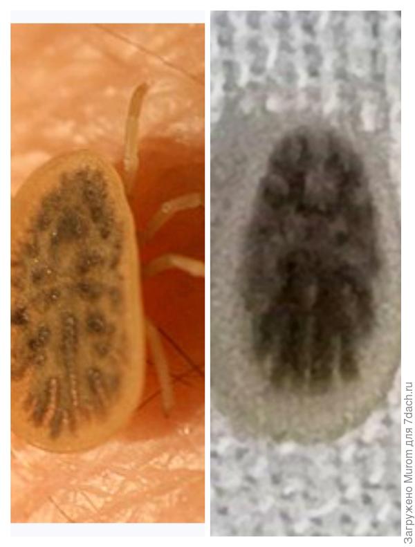 Сделал коллаж