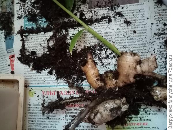 Развитый корешок