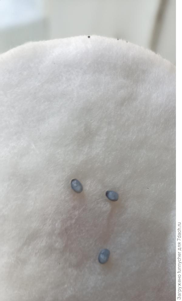 Семена Генуэзского овощного базилика фирмы "Аэлита", после попытки их прорастить