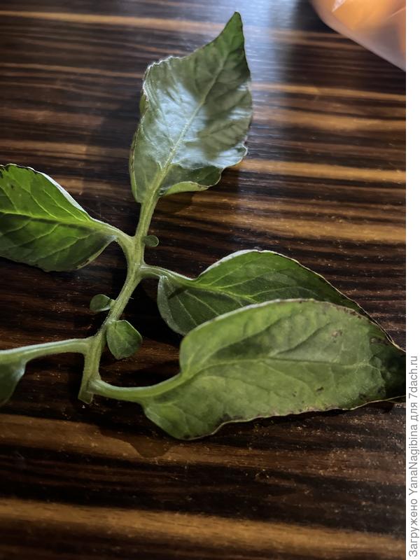 Черный сухой кант вокруг листа