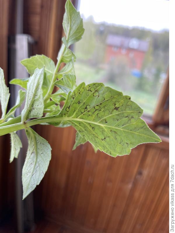 Это внутренняя сторона листа