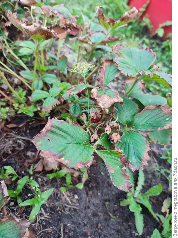 Продолжение о клубнике оставить или выбросить. Ещё одно фото. Говорят что надо срезать такие кустики именно 15-20 июля, позже этого делать нельзя.