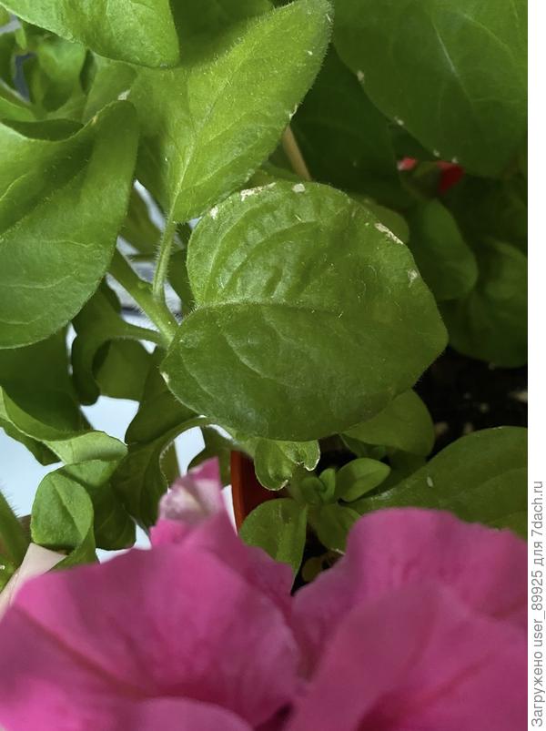 Лист петуньи