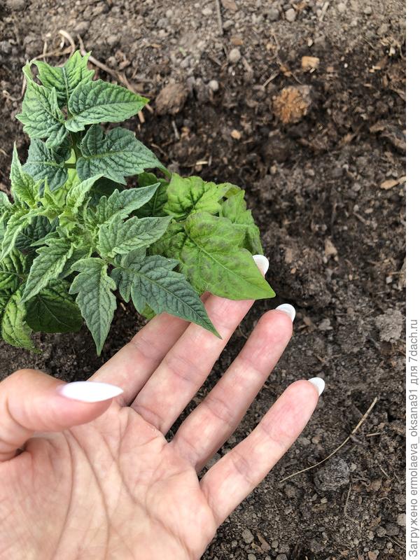 Лист томата