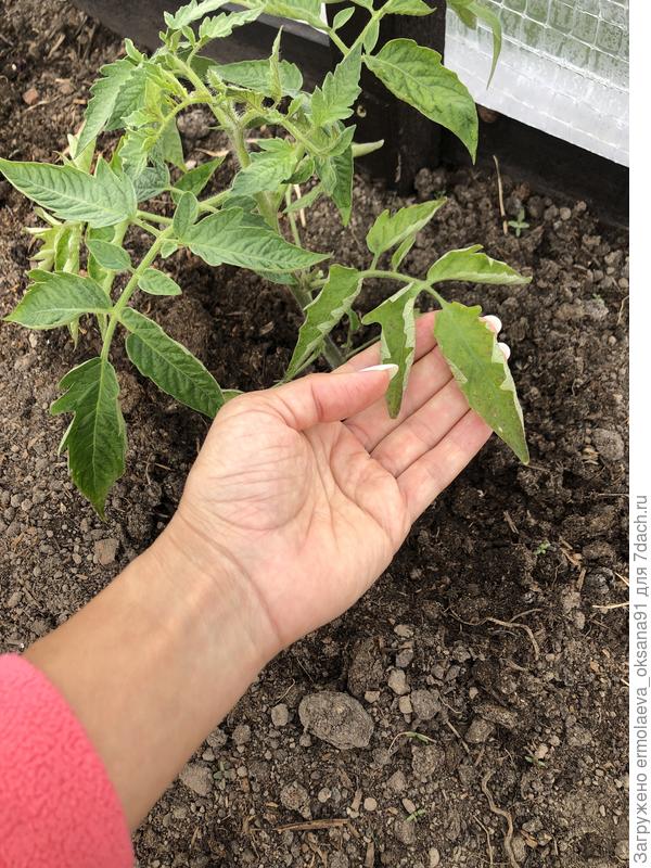 Пятна на томате