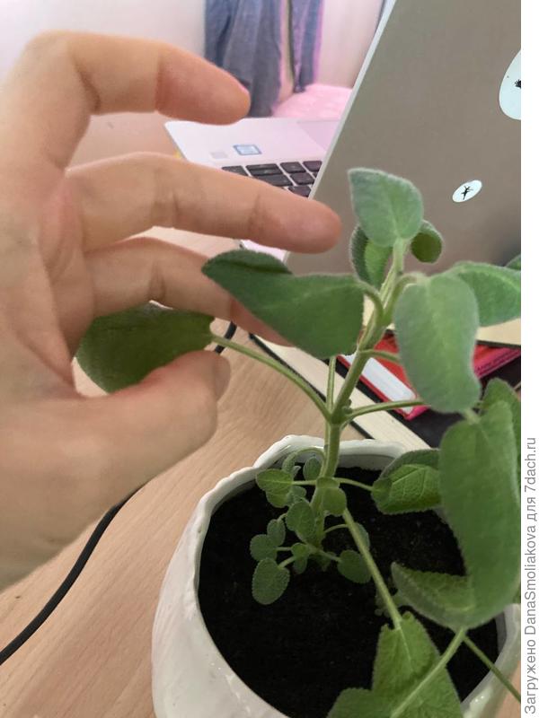 скрученный листик