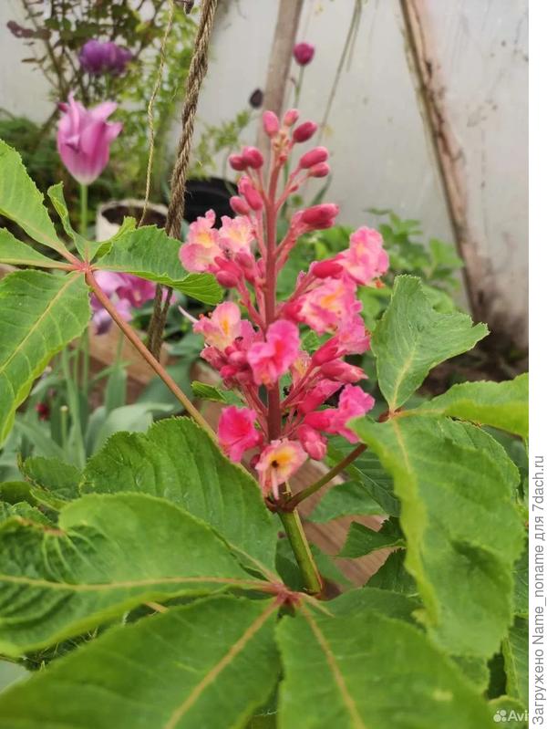 Фото с авито 3