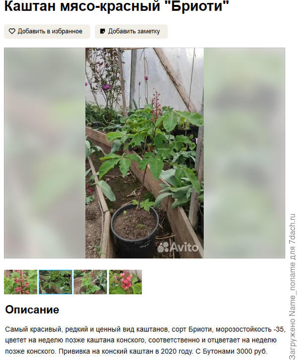 Описание объявление с авито (убрал контакты чтобы не приняли как рекламу)