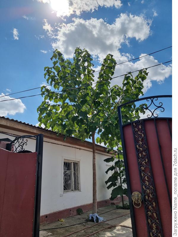 Фото от 12 августа 2024 года