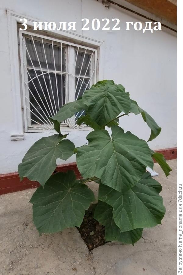 Фото от 3 июля 2022 года