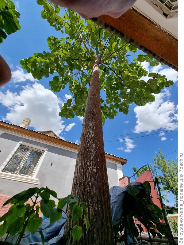 Фото от 12 августа 2024 года